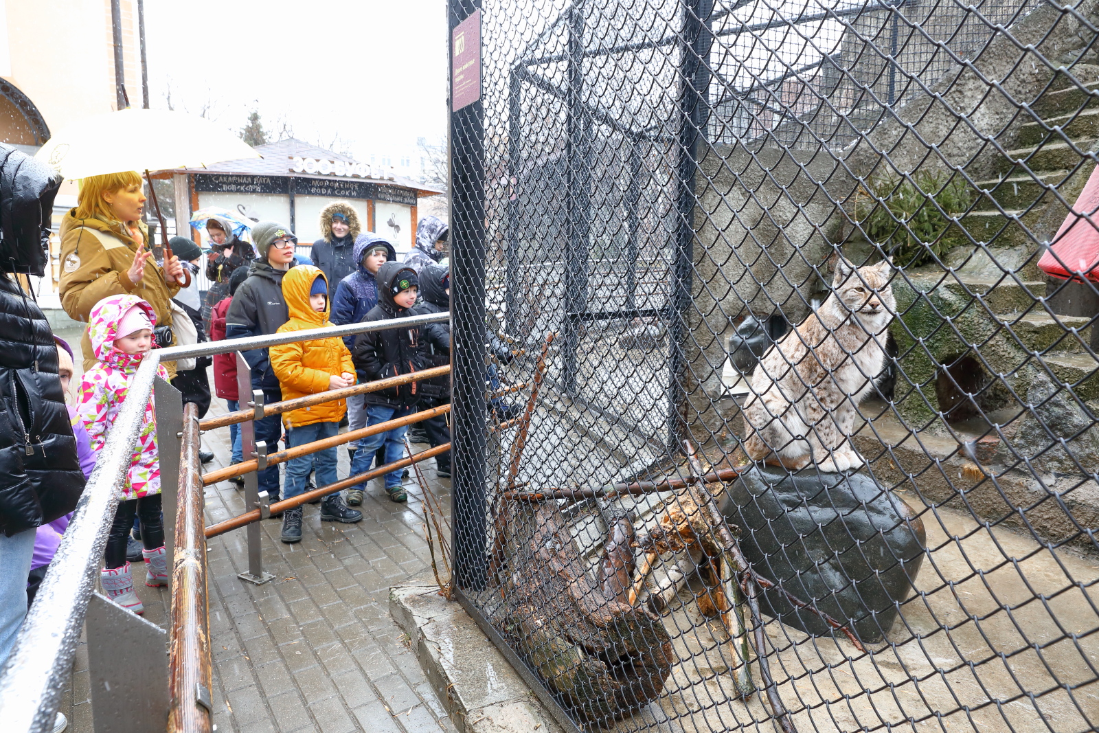 Подмосковные «Тигры» приехали в Московский зоопарк