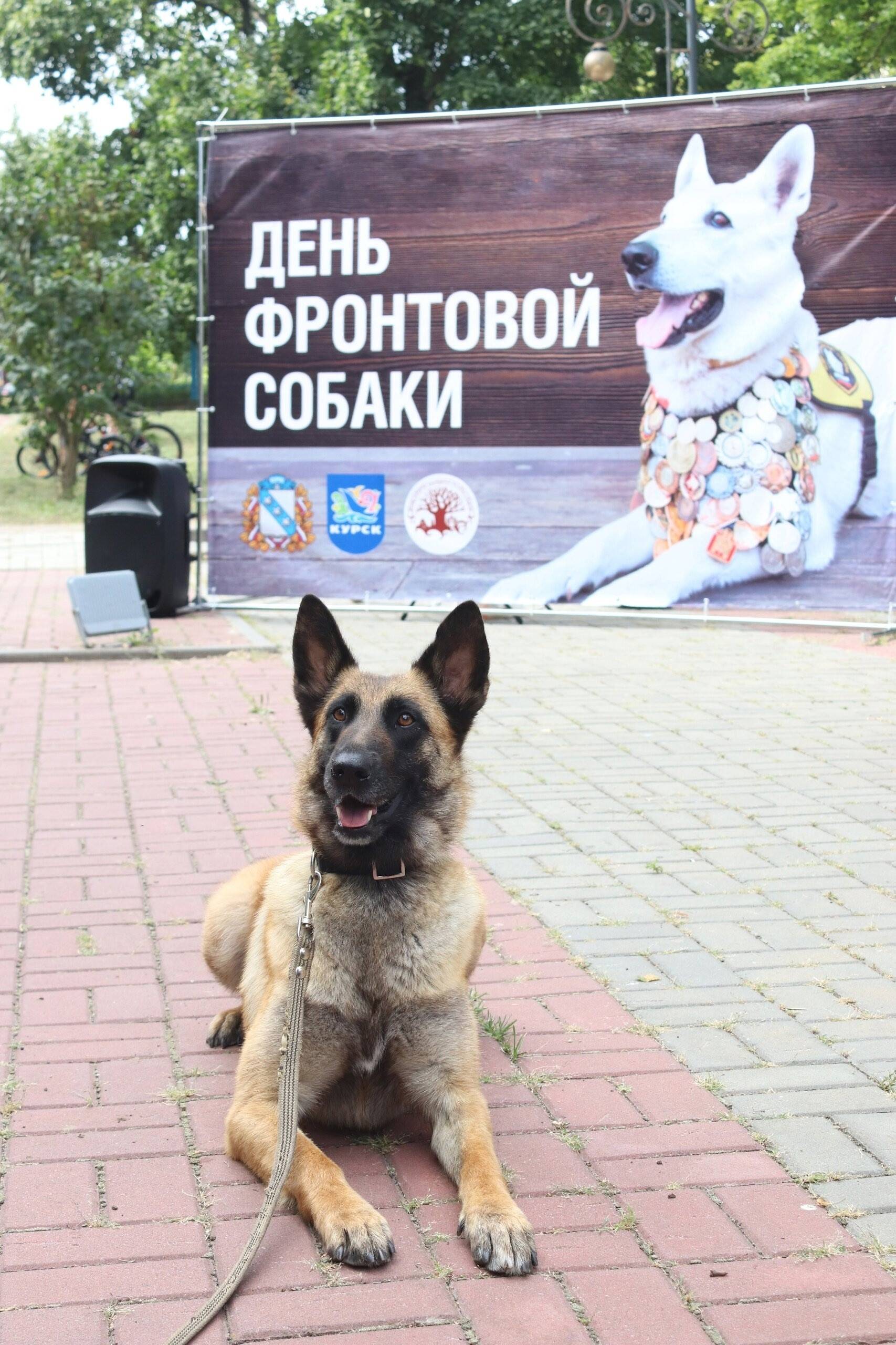 День фронтовой собаки в городе Курске